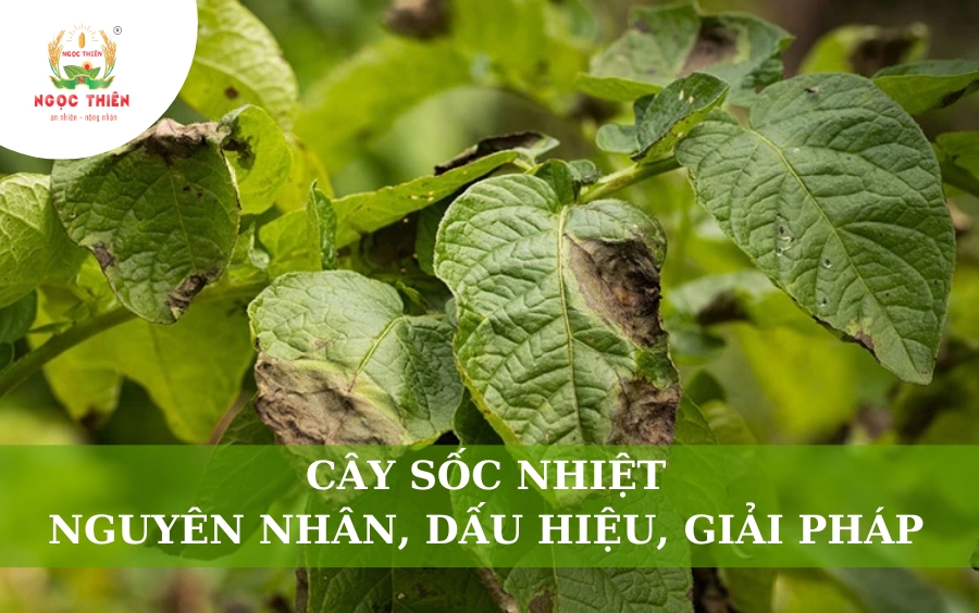 Cây Sốc Nhiệt: Nguyên Nhân, Dấu Hiệu Và Giải Pháp