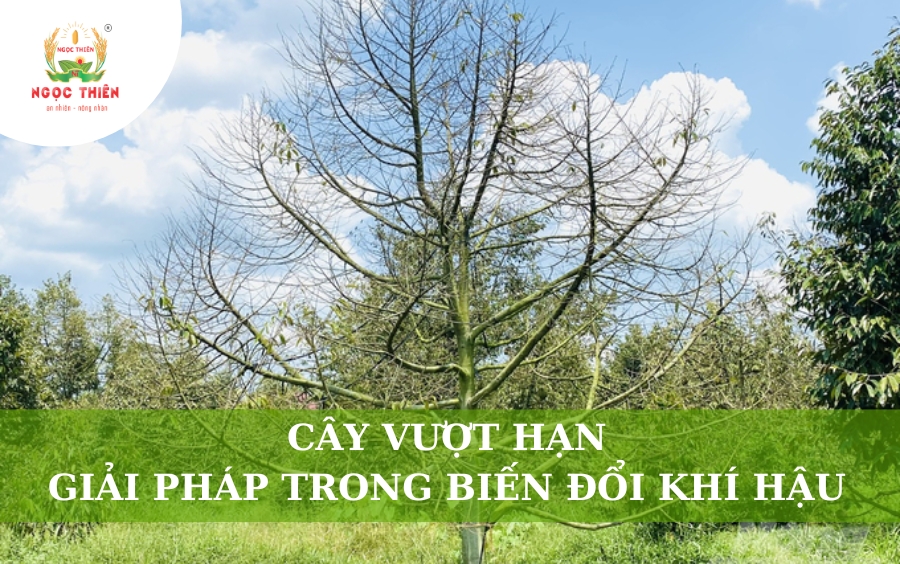 Cây Vượt Hạn: Giải Pháp Trong Thời Kỳ Biến Đổi Khí Hậu