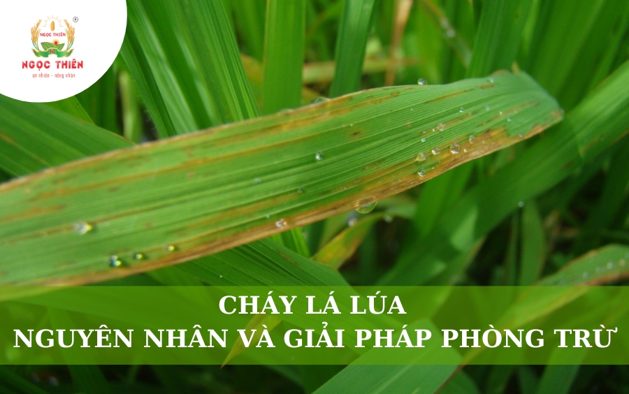 Cháy Lá Lúa: Nguyên Nhân Và Giải Pháp Phòng Trừ