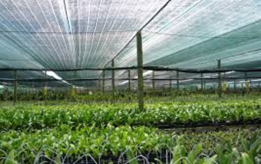 Giải Nhiệt Cây Mùa Nắng Gắt: Bí Quyết Bảo Vệ Năng Suất