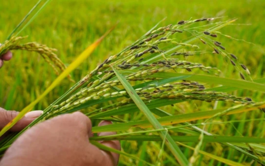 Cách Diệt Lúa Cỏ Đầu Vụ Hiệu Quả Nhất 2026