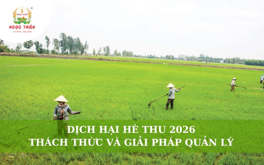 Dịch Hại Hè Thu 2026: Thách Thức Và Giải Pháp Quản Lý
