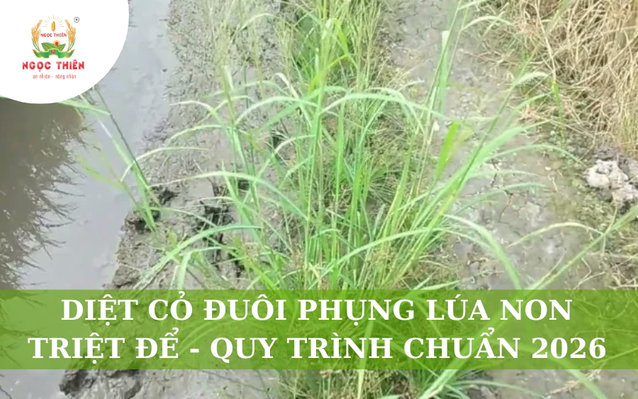 Diệt Cỏ Đuôi Phụng Lúa Non Triệt Để: Quy Trình Chuẩn 2026