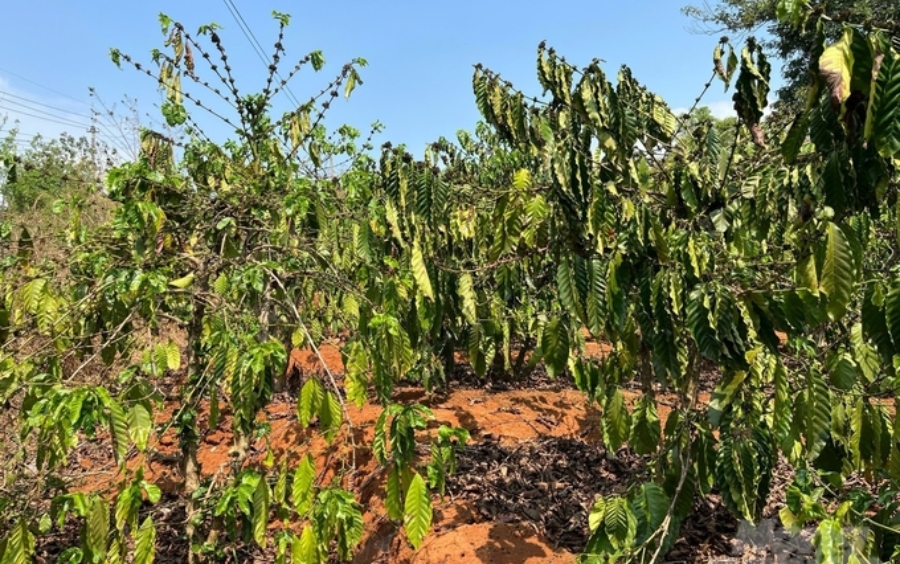 Cây Vượt Hạn: Giải Pháp Trong Thời Kỳ Biến Đổi Khí Hậu