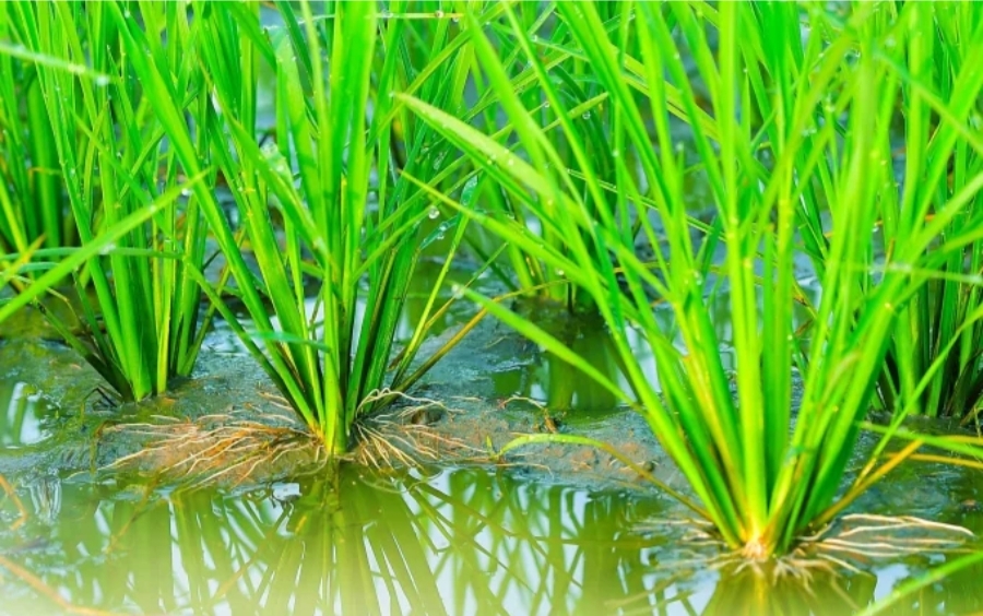 Phân Bón Lá Kích Rễ Lúa - Bí Quyết Rễ Khỏe, Tăng Năng Suất