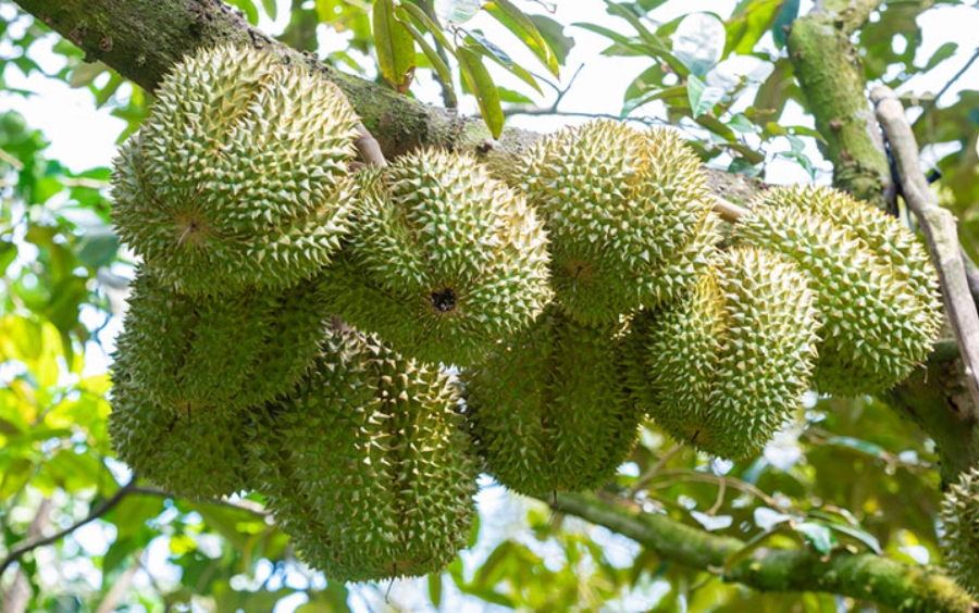 Dưỡng Trái Sầu Riêng Đạt Năng Suất Cao