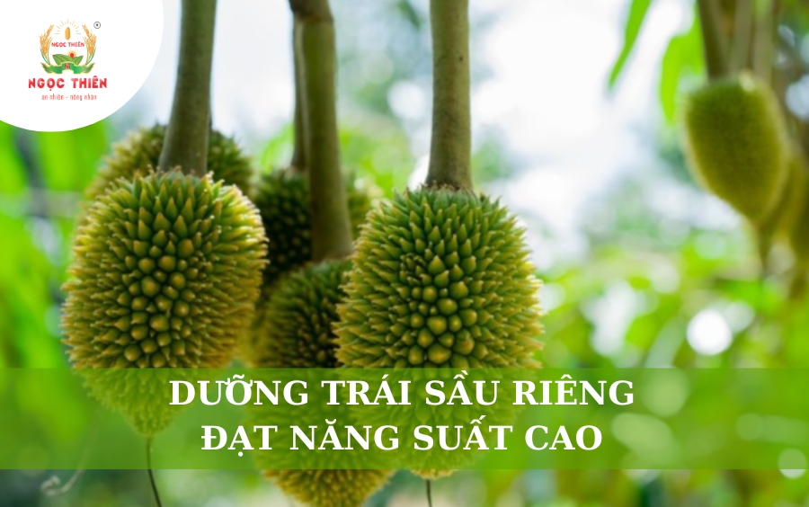Dưỡng Trái Sầu Riêng Đạt Năng Suất Cao