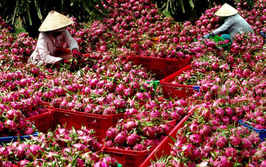 Nâng Tầm Nông Sản Việt: Chiến Lược Bền Vững Cho Tương Lai