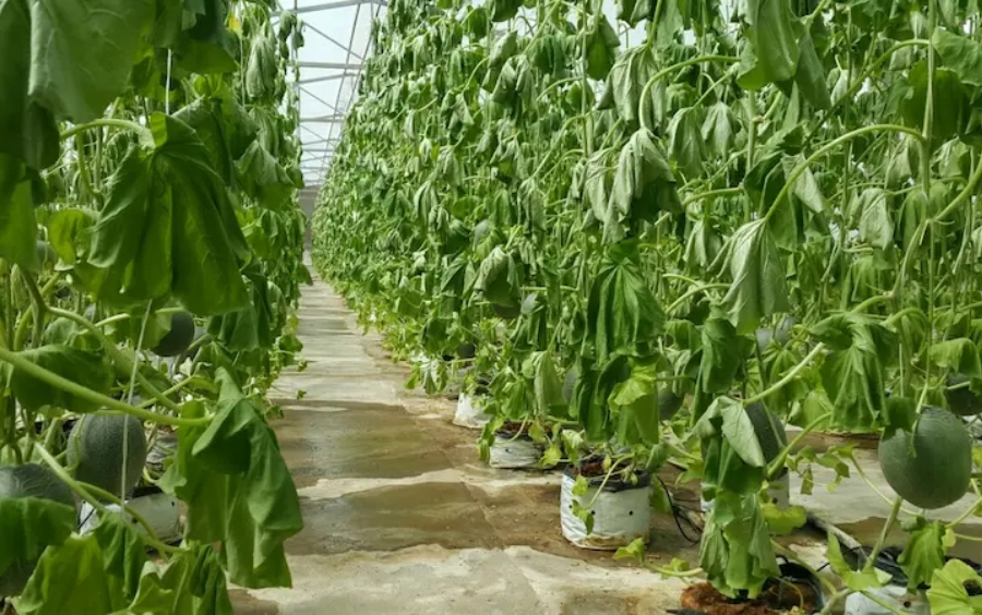 Cây Sốc Nhiệt: Nguyên Nhân, Dấu Hiệu Và Giải Pháp