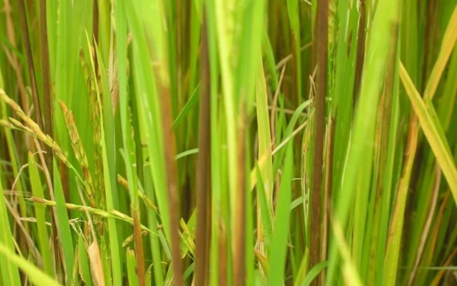 Diệt Cỏ Đuôi Phụng Lúa Non Triệt Để: Quy Trình Chuẩn 2026