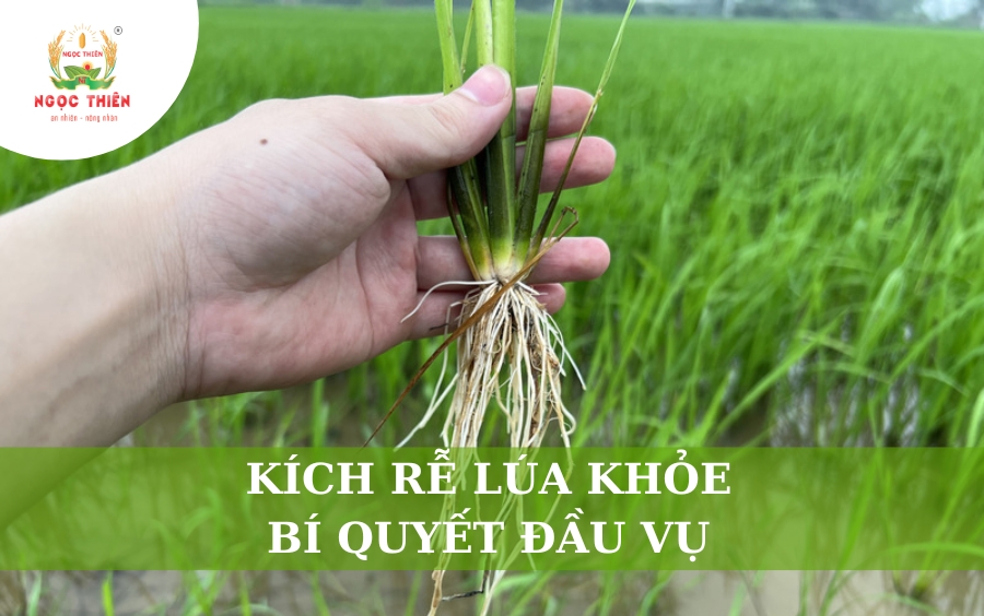 Kích Rễ Lúa Khỏe - Bí Quyết Đầu Vụ