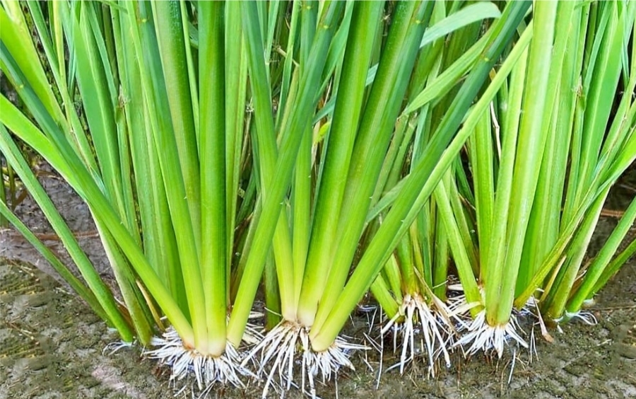 Kích Rễ Lúa Khỏe - Bí Quyết Đầu Vụ