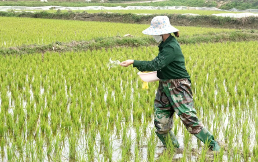 Cách Bón Lót Cho Lúa Giúp Đạt Năng Suất Vượt Trội