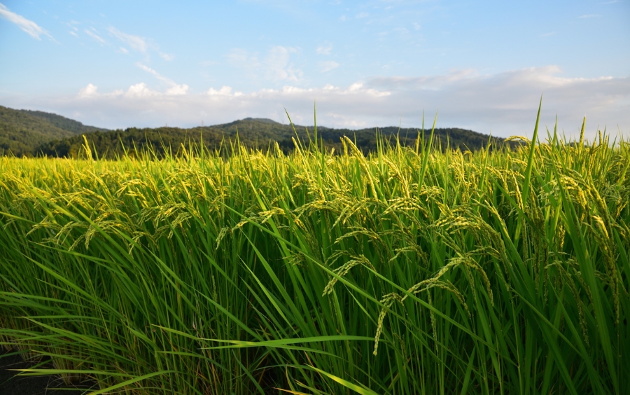 Diệt Cỏ Đuôi Phụng Lúa Non Triệt Để: Quy Trình Chuẩn 2026