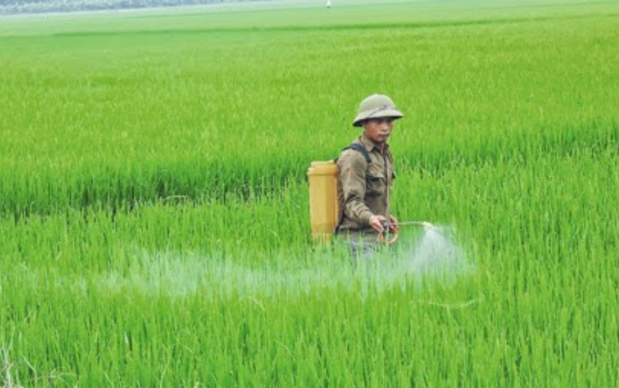 Thuốc Trừ Cỏ Lồng Vực: Giải Pháp Diệt Trừ Tận Gốc