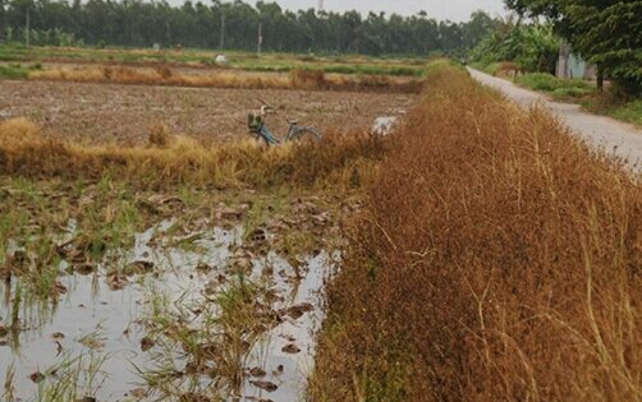 Thuốc Trừ Cỏ Cháy: Giải Pháp Diệt Cỏ Hiệu Quả