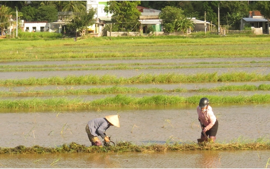 Vệ Sinh Đồng Ruộng Đầu Vụ: Chìa Khóa Vàng Vụ Mùa Bội Thu