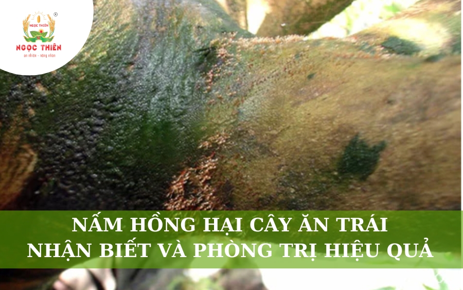 Nấm Hồng Hại Cây Ăn Trái: Nhận Biết Và Phòng Trị Hiệu Quả