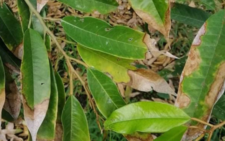 Cháy Lá Sầu Riêng: Nguyên Nhân Và Cách Khắc Phục