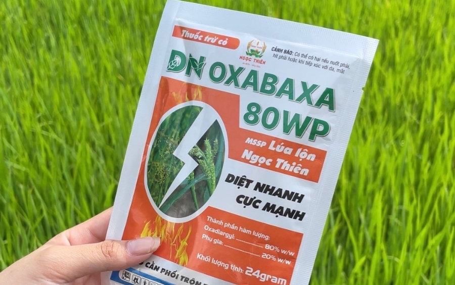 Cách Diệt Lúa Cỏ Đầu Vụ Hiệu Quả Nhất 2026