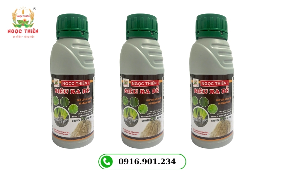 Phân Bón Lá Kích Rễ Lúa - Bí Quyết Rễ Khỏe, Tăng Năng Suất