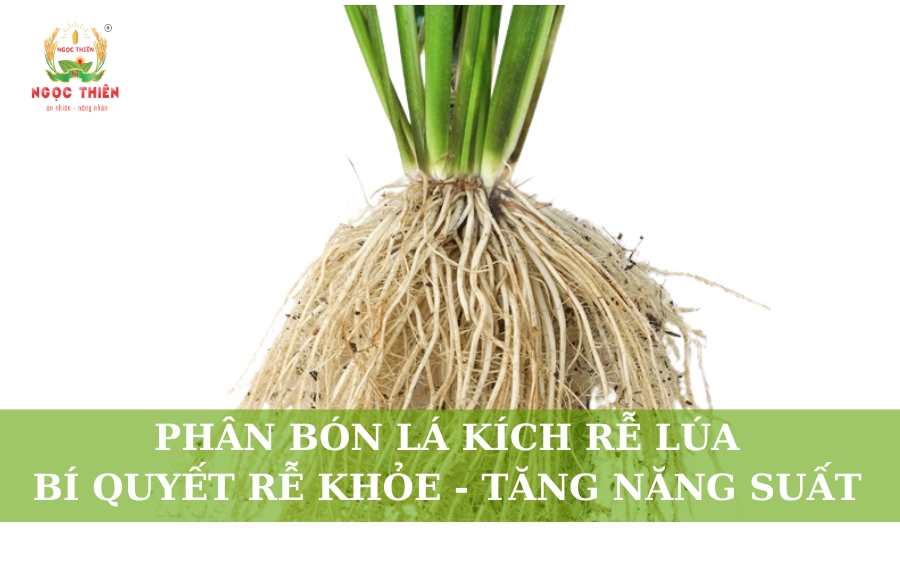 Phân Bón Lá Kích Rễ Lúa - Bí Quyết Rễ Khỏe, Tăng Năng Suất