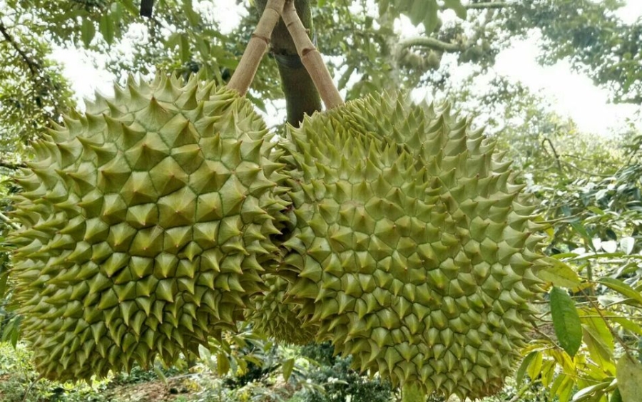 Dưỡng Trái Sầu Riêng Đạt Năng Suất Cao