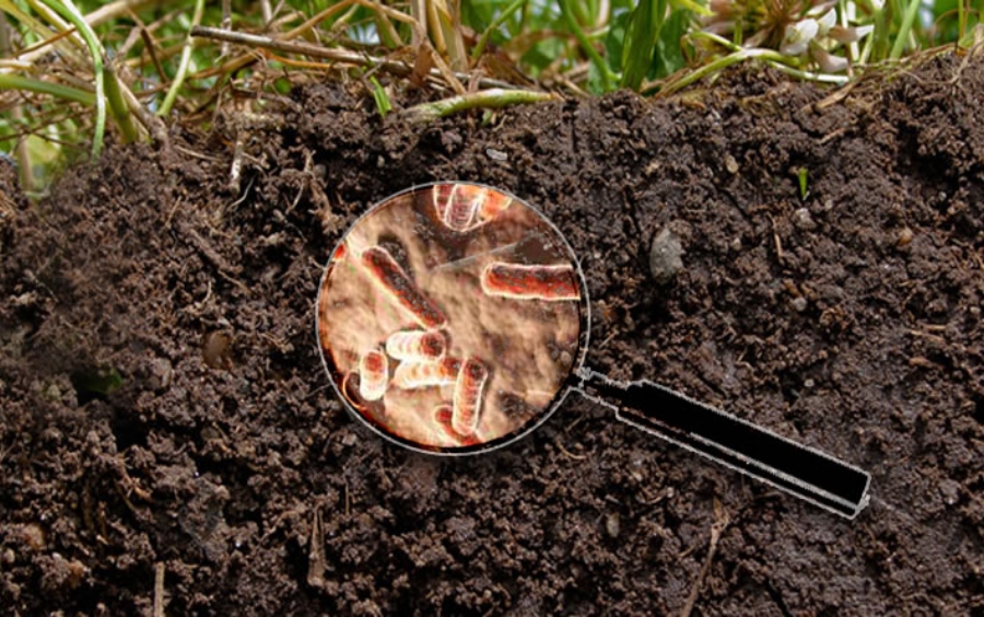 Tẩy Mầm Bệnh Trong Đất - Chìa Khóa Vàng Vụ Bội Thu