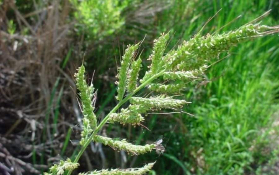 Thuốc Trừ Cỏ Lồng Vực: Giải Pháp Diệt Trừ Tận Gốc