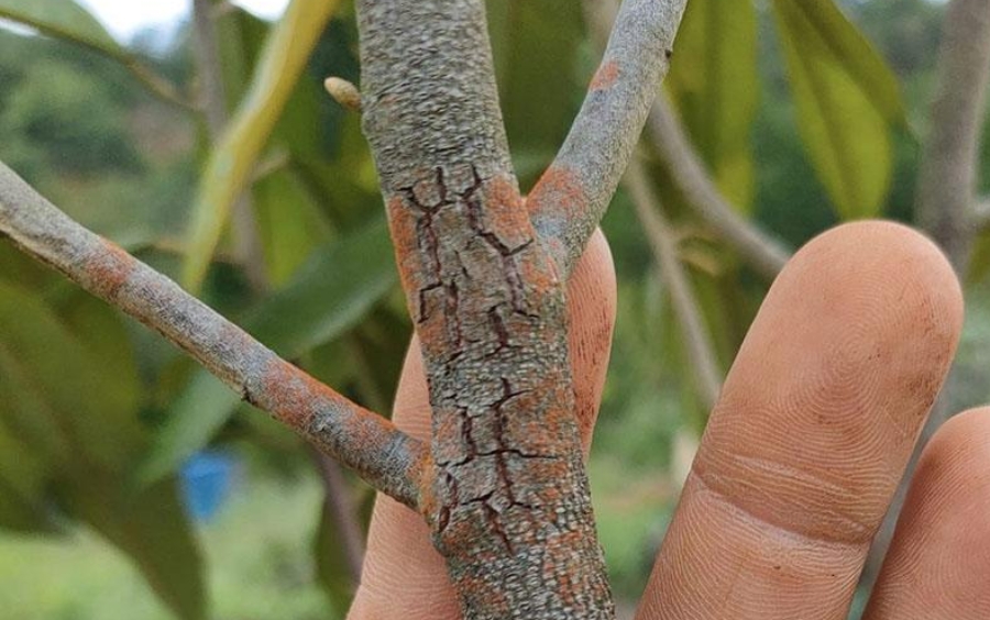 Nấm Hồng Hại Cây Ăn Trái: Nhận Biết Và Phòng Trị Hiệu Quả