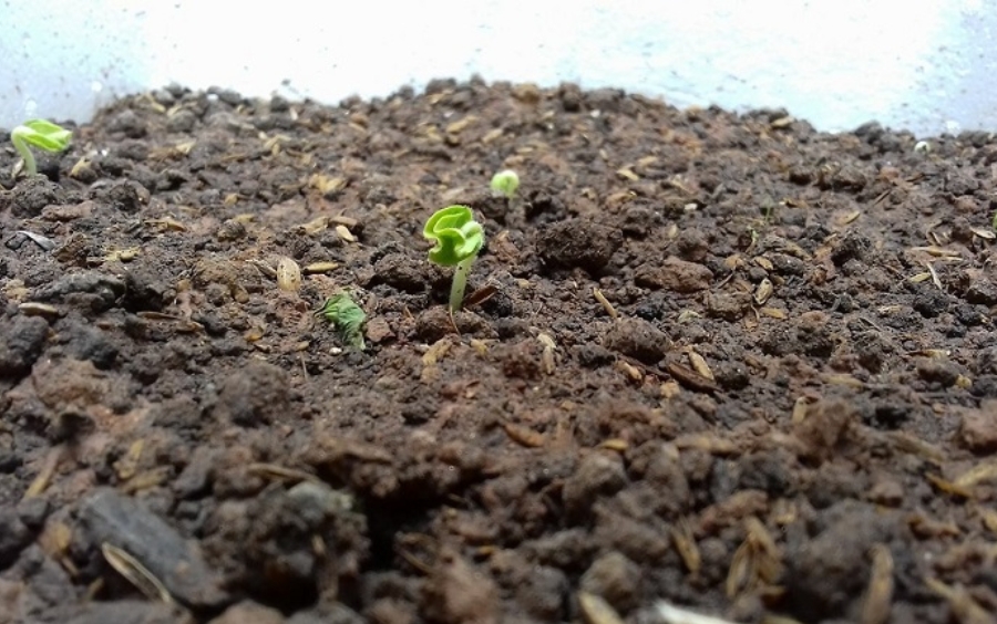 Tẩy Mầm Bệnh Trong Đất - Chìa Khóa Vàng Vụ Bội Thu