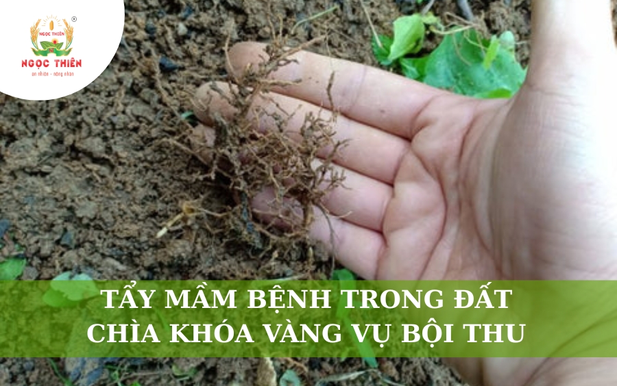 Tẩy Mầm Bệnh Trong Đất - Chìa Khóa Vàng Vụ Bội Thu