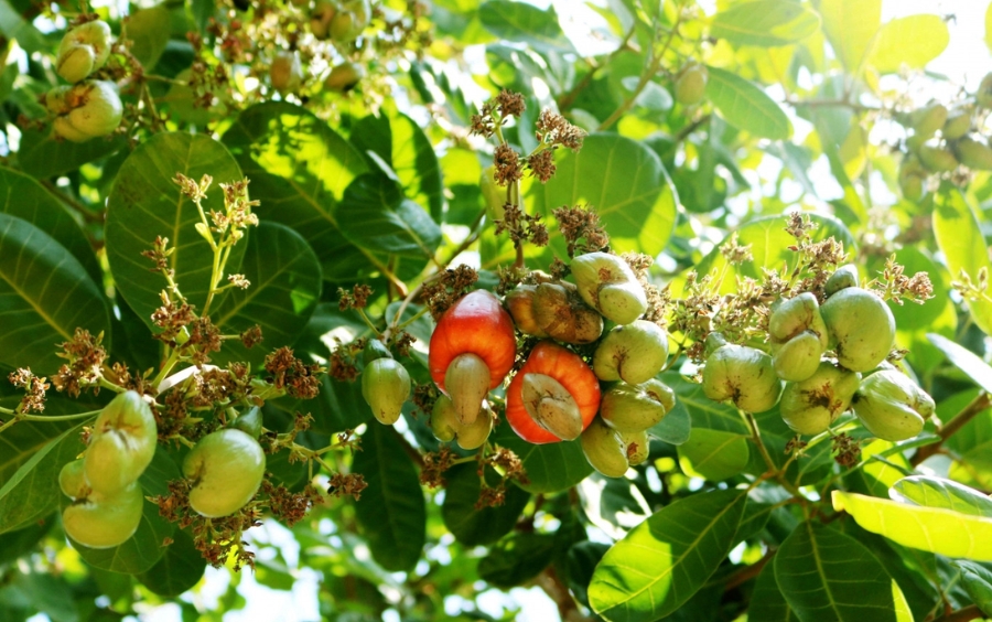 Cây Vượt Hạn: Giải Pháp Trong Thời Kỳ Biến Đổi Khí Hậu