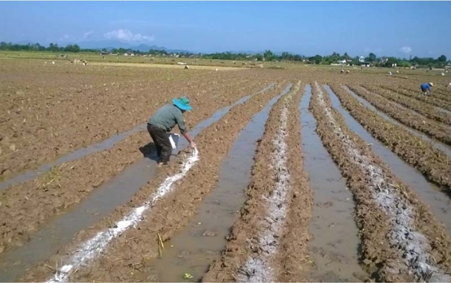 Cách Bón Lót Cho Lúa Giúp Đạt Năng Suất Vượt Trội