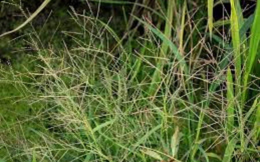 Diệt Cỏ Đuôi Phụng Lúa Non Triệt Để: Quy Trình Chuẩn 2026