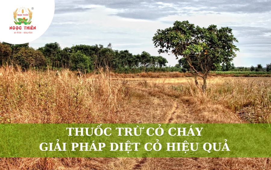 Thuốc Trừ Cỏ Cháy: Giải Pháp Diệt Cỏ Hiệu Quả