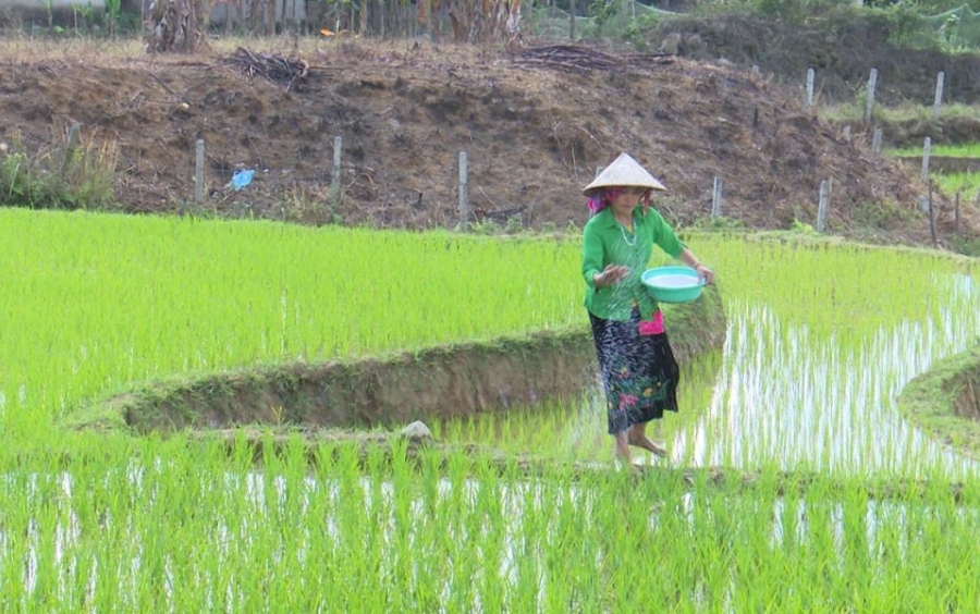 Cách Bón Lót Cho Lúa Giúp Đạt Năng Suất Vượt Trội