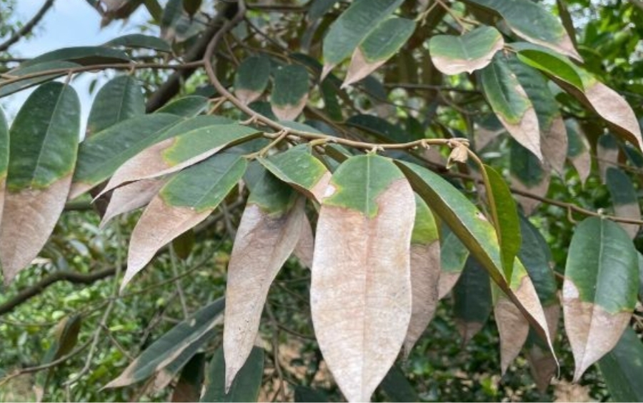 Cháy Lá Sầu Riêng: Nguyên Nhân Và Cách Khắc Phục