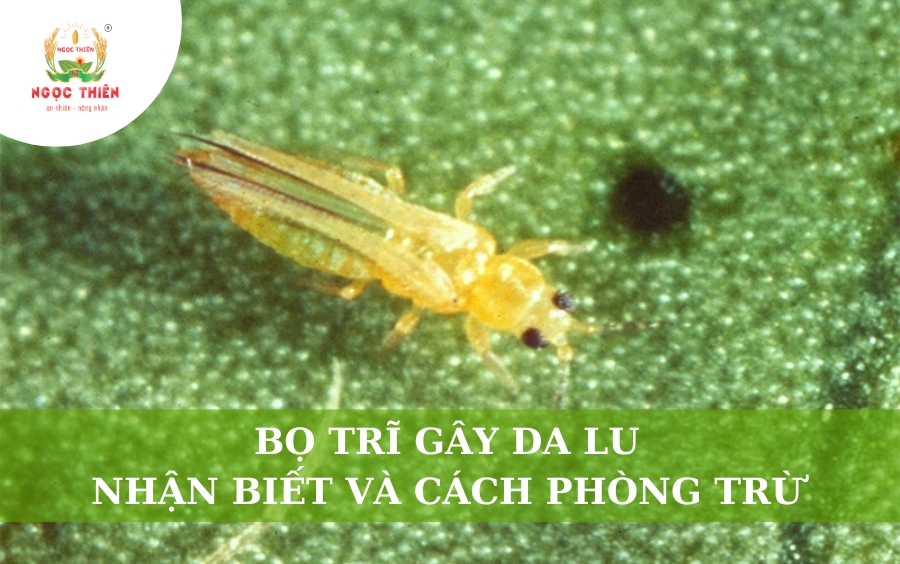 Bọ Trĩ Gây Da Lu: Dấu Hiệu Nhận Biết Và Cách Phòng Trừ