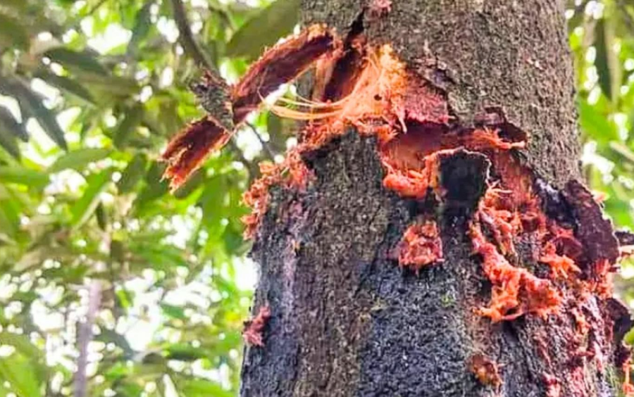Phòng Trừ Sâu Đục Thân Hiệu Quả Cho Cây Trồng