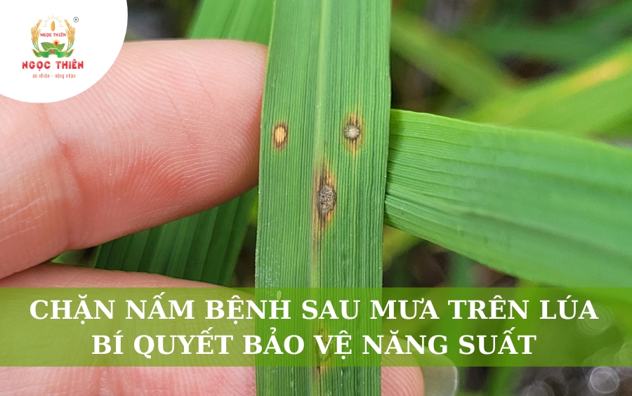 Chặn Nấm Bệnh Sau Mưa Trên Lúa: Bí Quyết Bảo Vệ Năng Suất