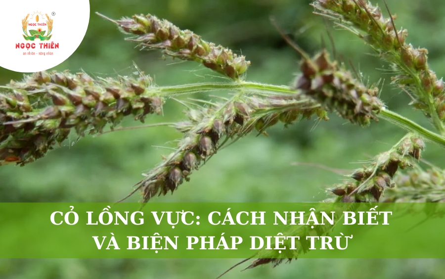 Cỏ Lồng Vực: Cách Nhận Biết Và Biện Pháp Diệt Trừ