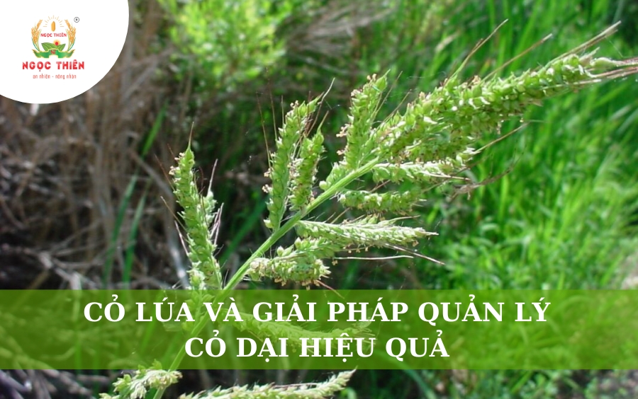 Cỏ Lúa Và Giải Pháp Quản Lý Cỏ Dại Hiệu Quả Cho Nhà Nông