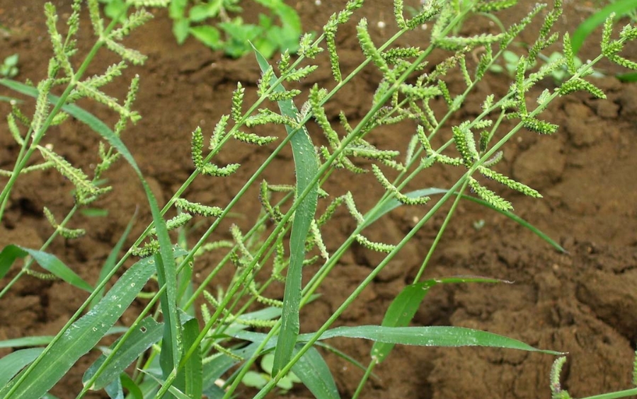 Cỏ Lồng Vực: Cách Nhận Biết Và Biện Pháp Diệt Trừ