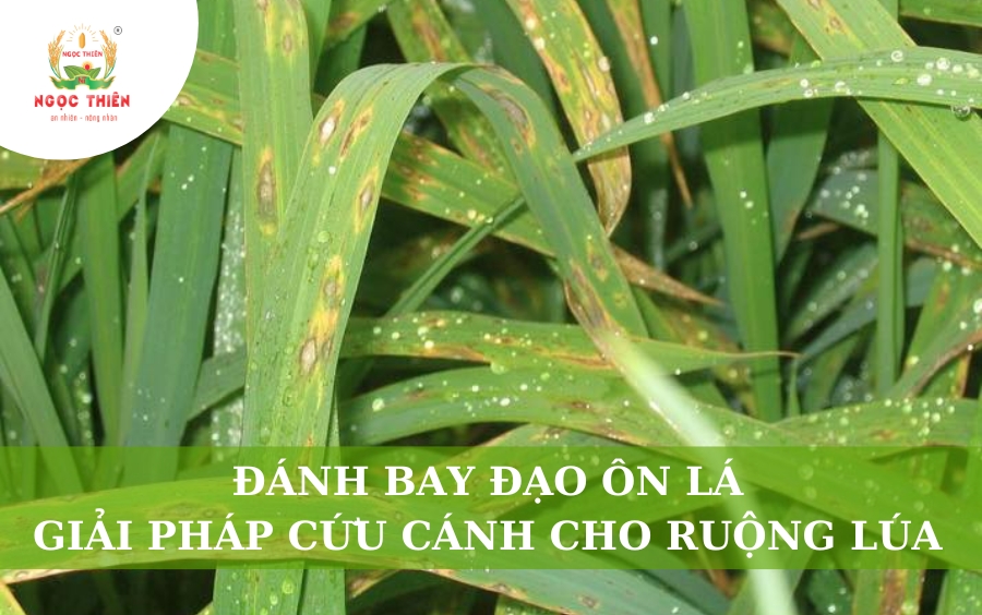 Đánh Bay Đạo Ôn Lá: Giải Pháp Cứu Cánh Cho Ruộng Lúa