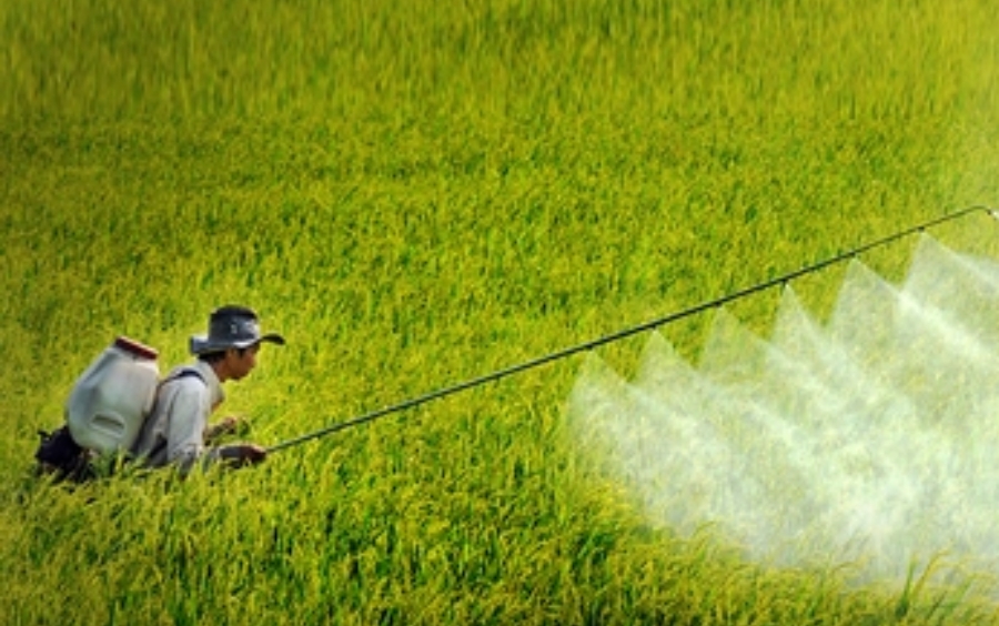 Diệt Sâu Cuốn Lá: Giải Pháp Bảo Vệ Mùa Màng Bội Thu
