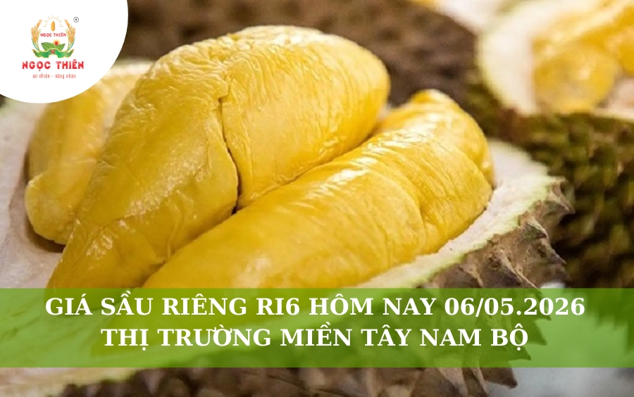 Giá Sầu Riêng Ri6 Hôm Nay 06/05/2026: Thị Trường Tây Nam Bộ
