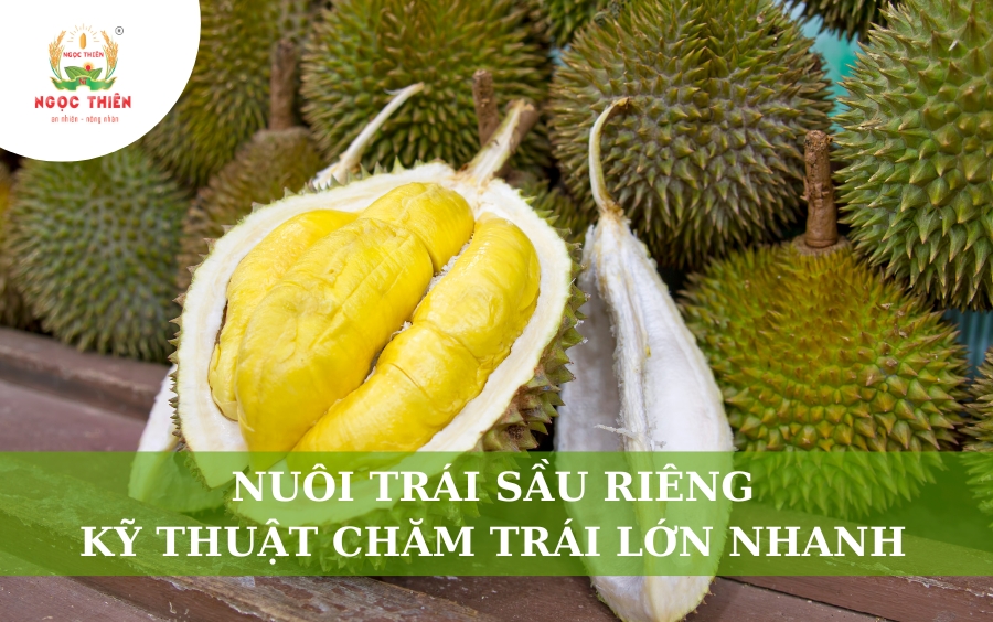 Nuôi Trái Sầu Riêng: Kỹ Thuật Chăm Sóc Trái Lớn Nhanh