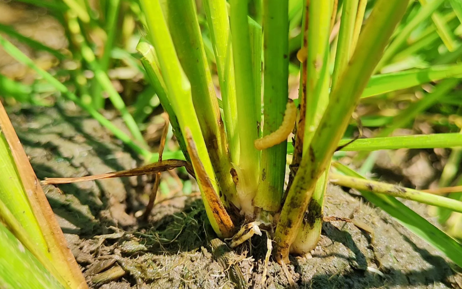 Phòng Trừ Sâu Đục Thân Hiệu Quả Cho Cây Trồng