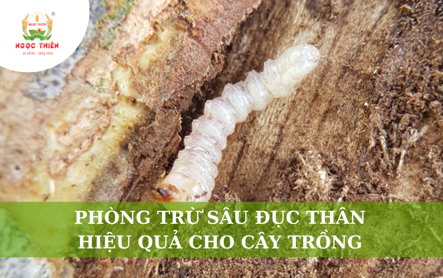 Phòng Trừ Sâu Đục Thân Hiệu Quả Cho Cây Trồng